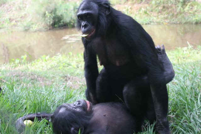 Bonobo sex. From Lola ya Bonobo