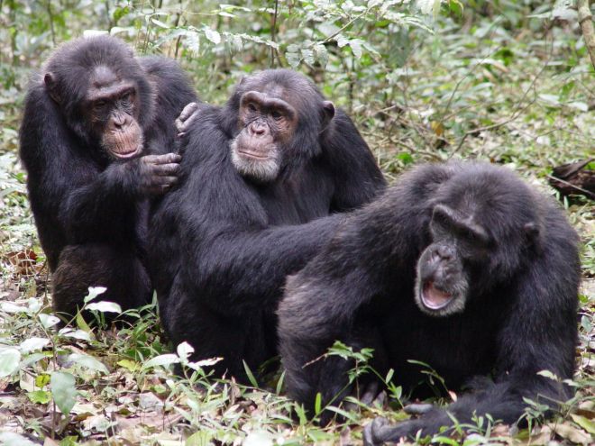 Chimpanzee Social Ties Grooming
