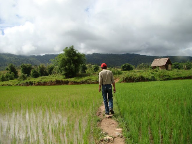 Manophet Rice Paddy
