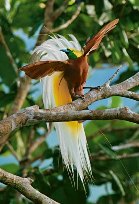 Feathers as display and for flight. Lesser bird of paradise, New Guinea. (Tim Laman, National Geographic)