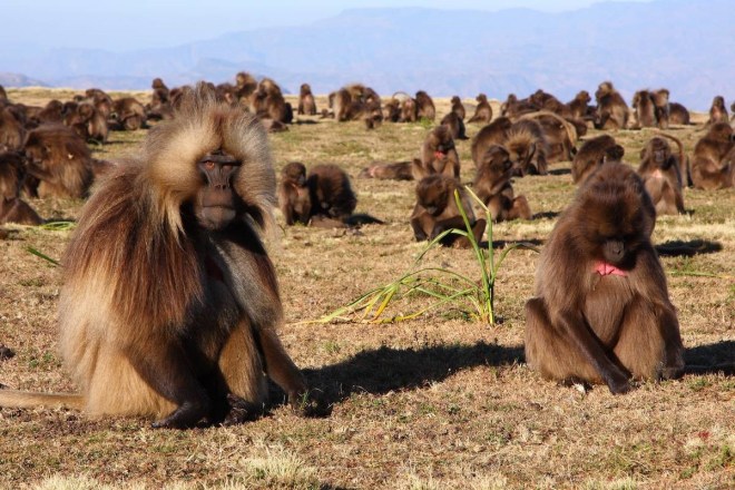 Gelada baboons in Ethiopia (source: http://www.rockjumperbirding.com/wp-content/gallery/gallery-destination-ethiopia/geladas-by-markus-lilje.jpg).