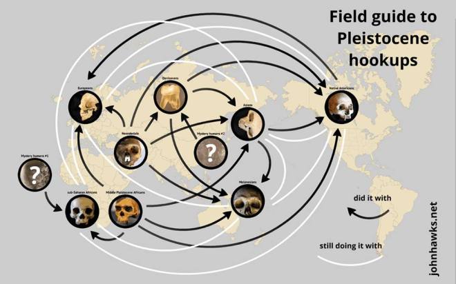 Who Interbred with Whom in the Pleistocene. (Figure by John Hawks).