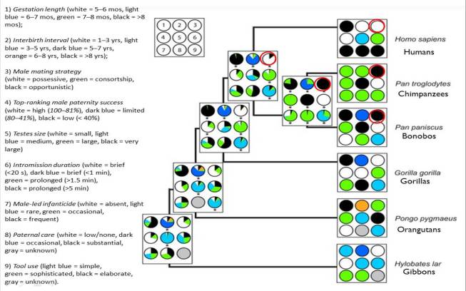 Duda and Zrzavy's (2013)  reconstruction of last common ancestors of humans and apes.