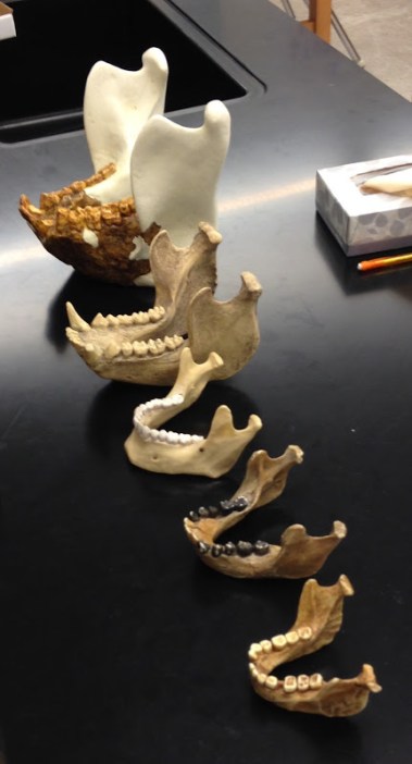 mandibles