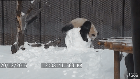 panda-playing-with-snowman